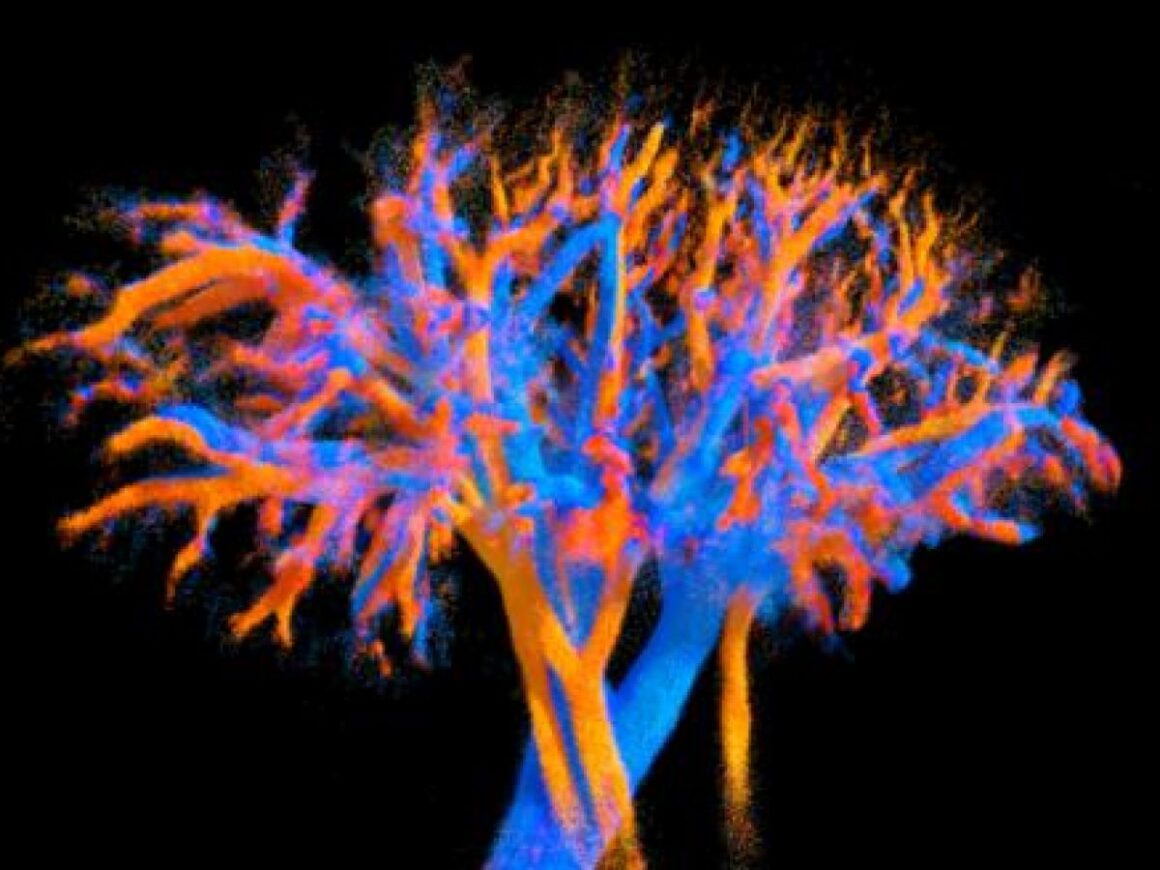 circulation sanguine 4D