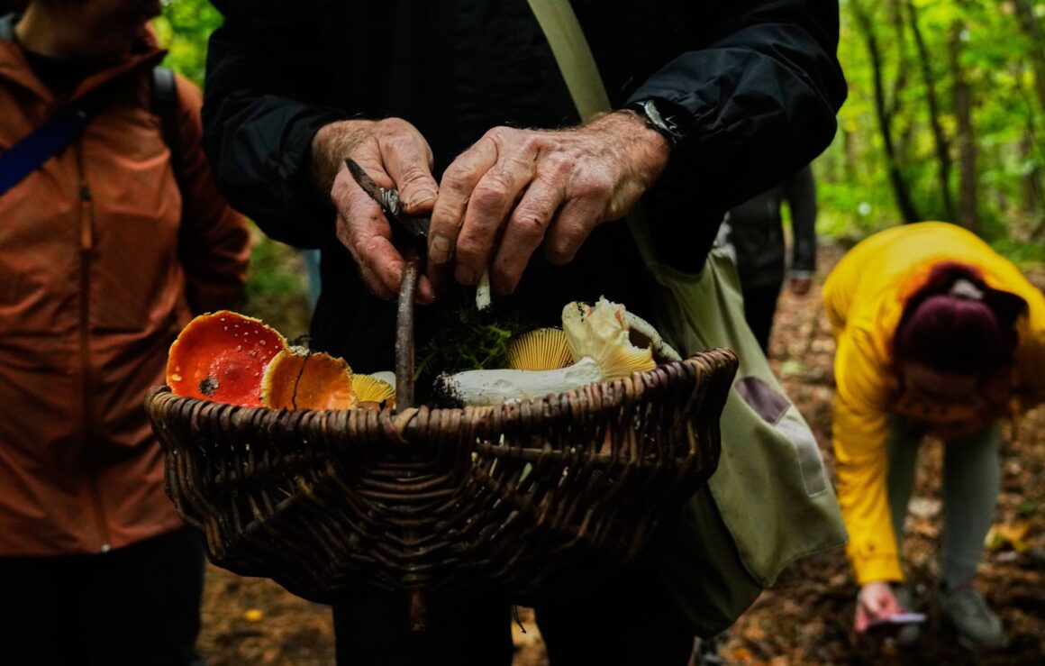 reconnaissance champignons