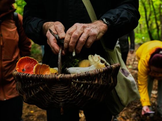 reconnaissance champignons