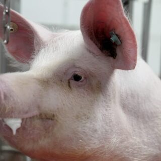 greffes de rein de porc