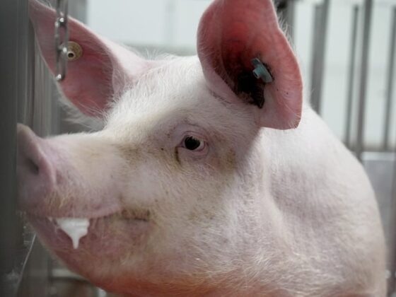 greffes de rein de porc