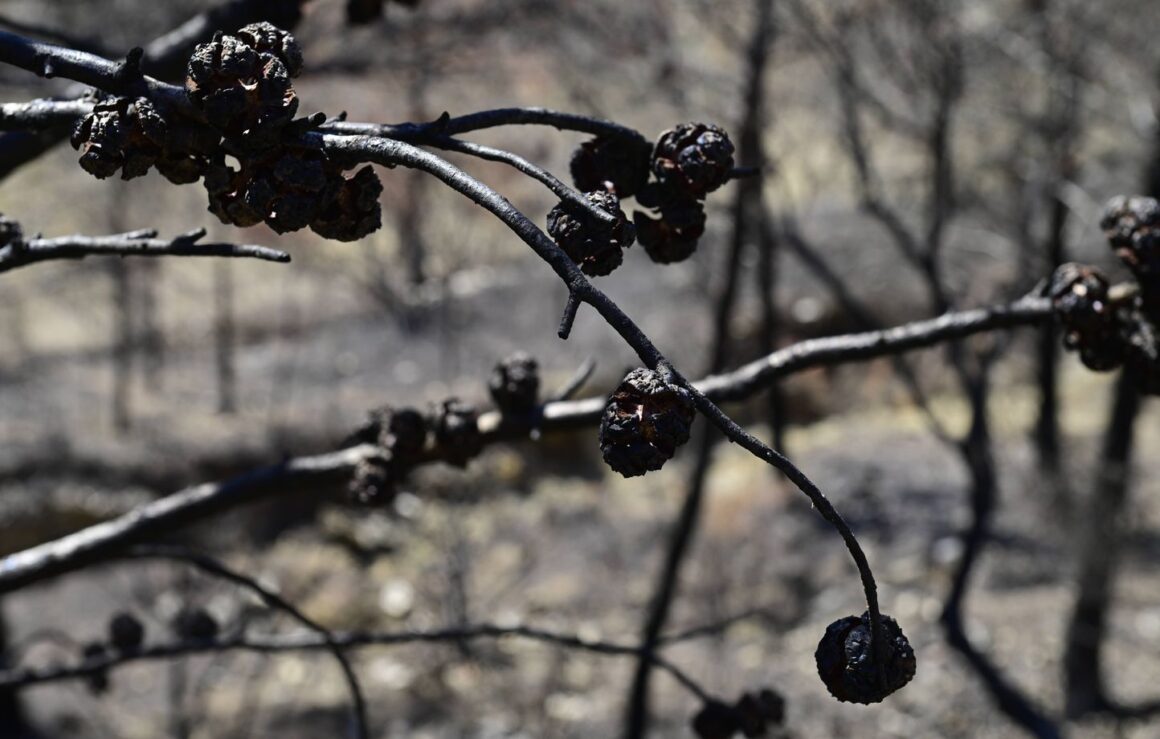 eau-de-vie Corbières