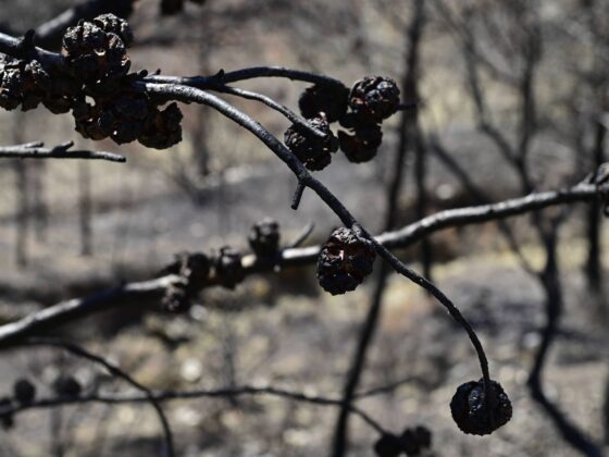 eau-de-vie Corbières