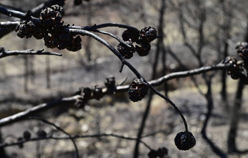 eau-de-vie Corbières