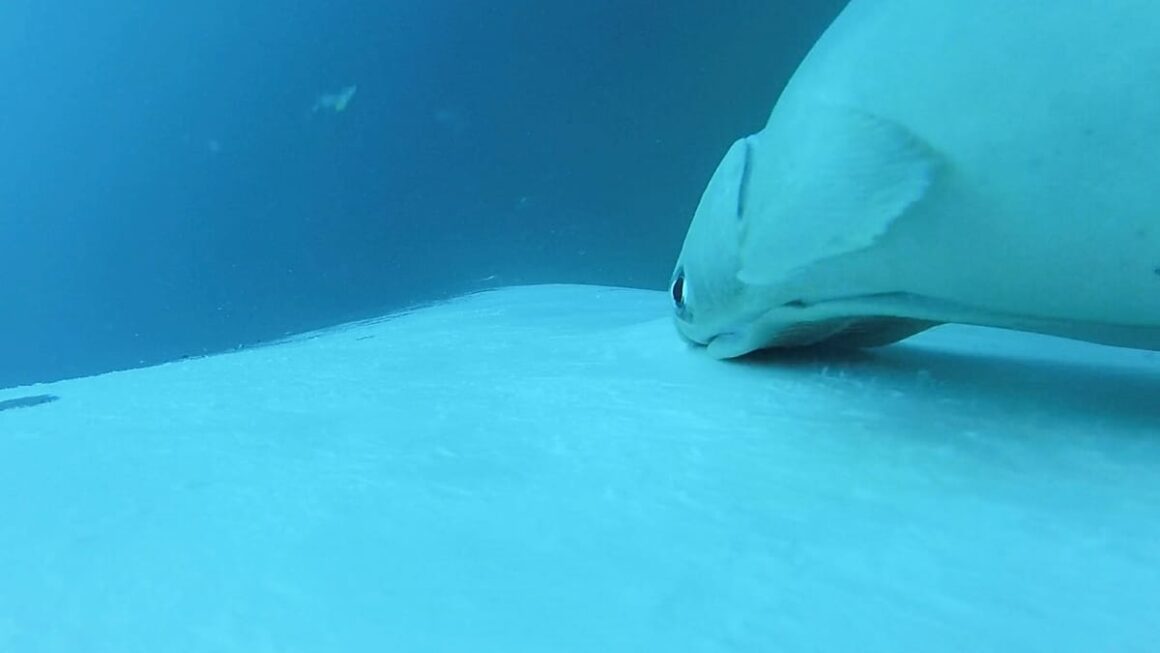 rémoras baleines à bosse