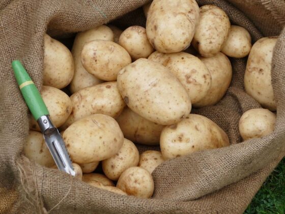 distribution pommes de terre