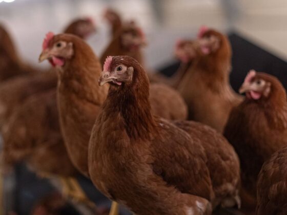 grippe aviaire Marne