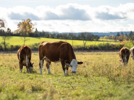 disparition petites fermes France