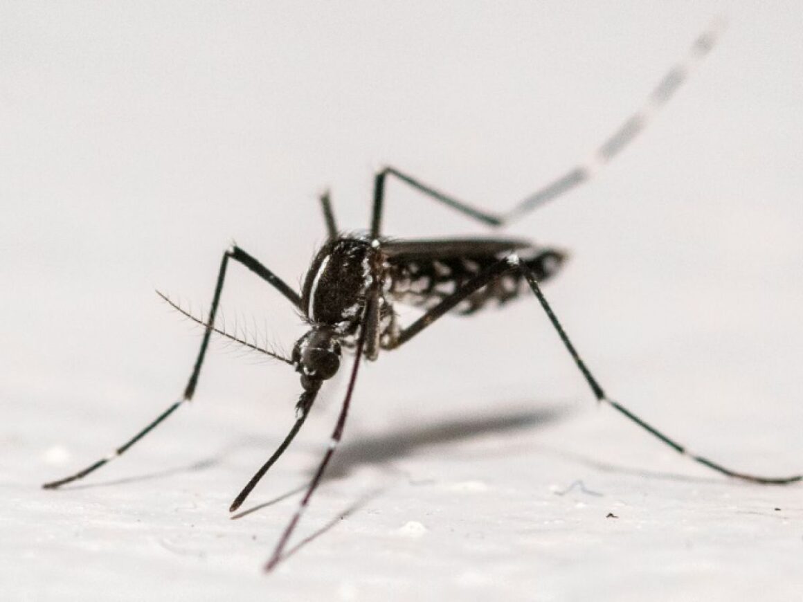 chikungunya métropole