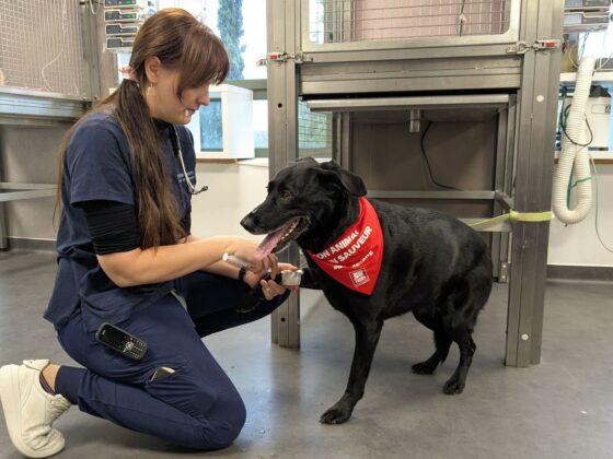 chiens donneurs de sang