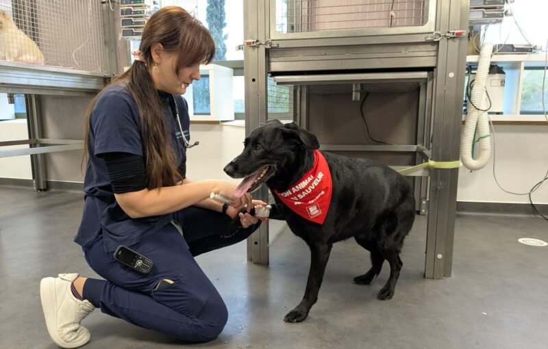 chiens donneurs de sang