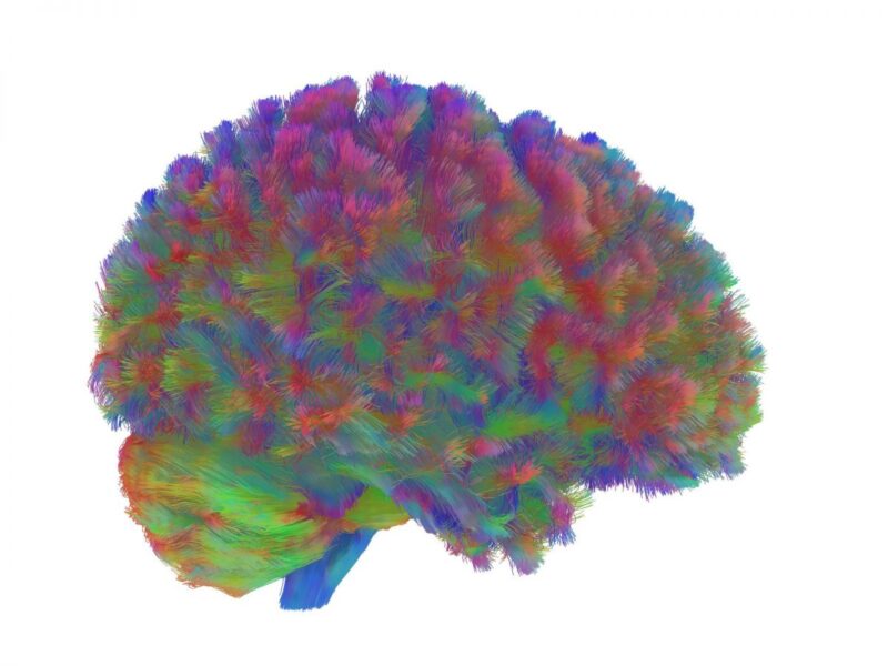 âges clés du cerveau