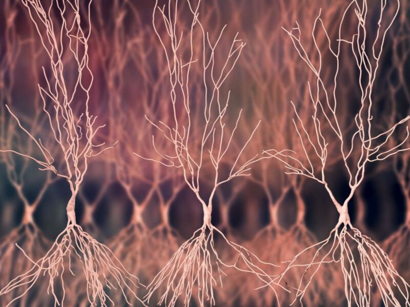 mémoire à long terme