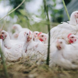 grippe aviaire humain