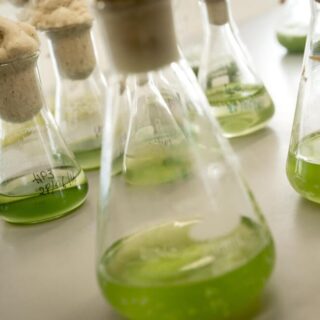 microalgues biothérapies