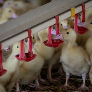 grippe aviaire Dordogne