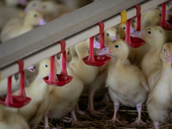 grippe aviaire Dordogne