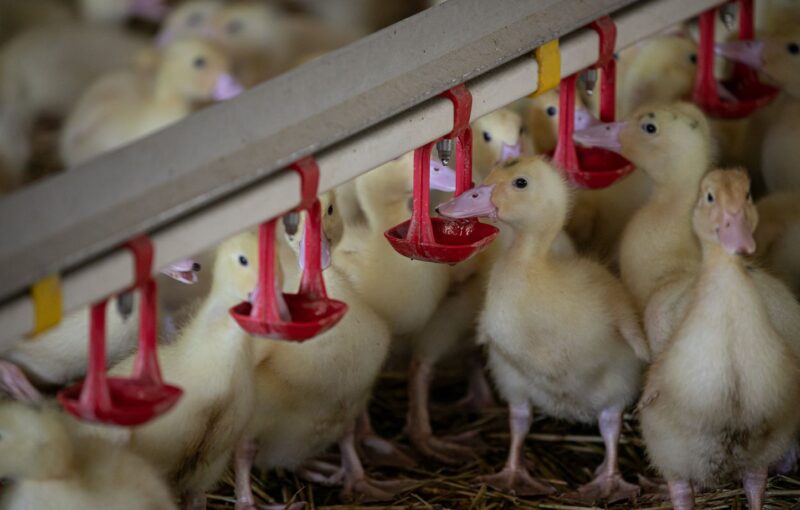 grippe aviaire Dordogne