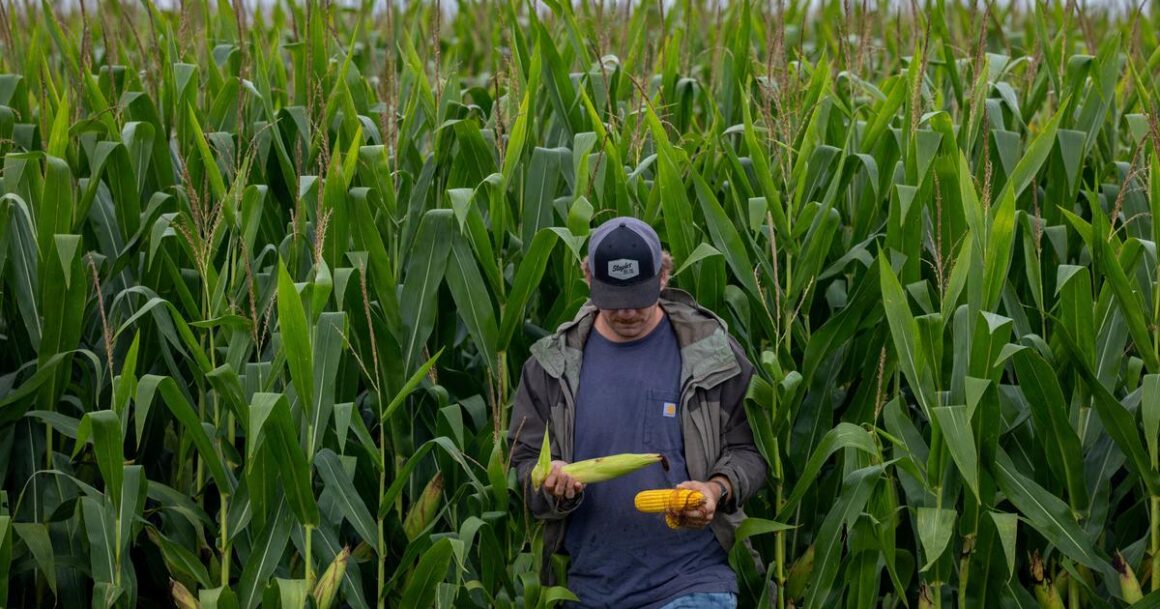 maïs génétiquement modifié