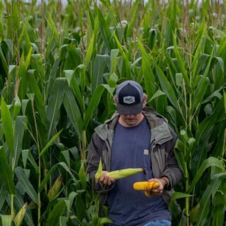 maïs génétiquement modifié