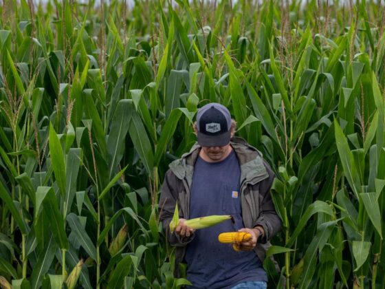 maïs génétiquement modifié