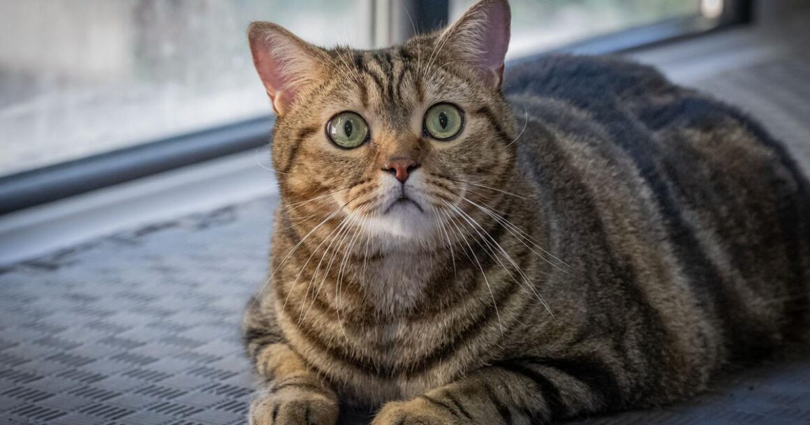 Ozempic chats obèses