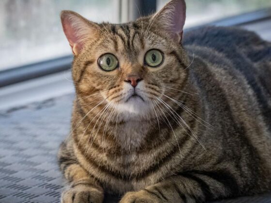 Ozempic chats obèses