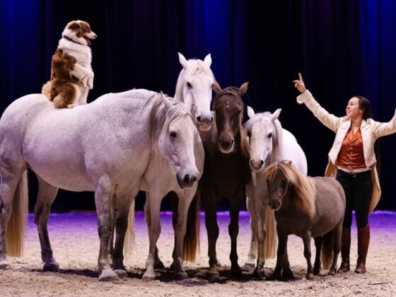 spectacle équestre