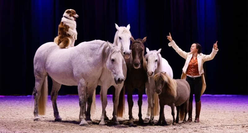 spectacle équestre