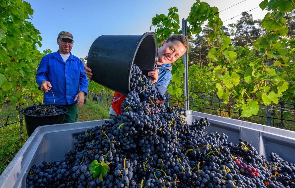 soutien viticulture crise