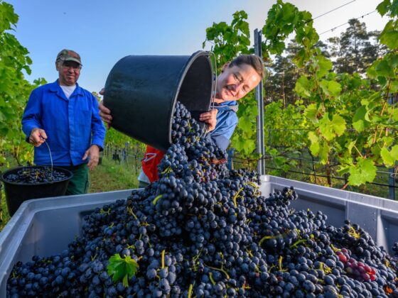 soutien viticulture crise