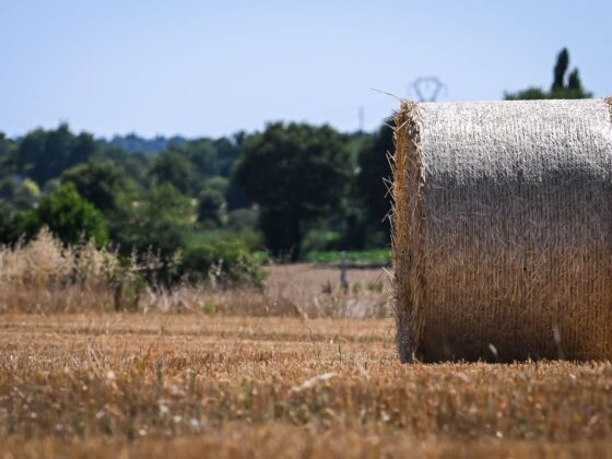 femme à la campagne