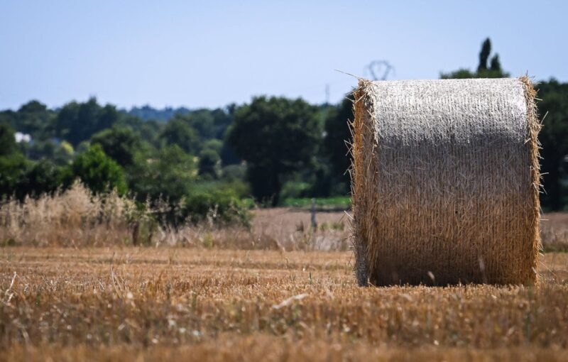 femme à la campagne