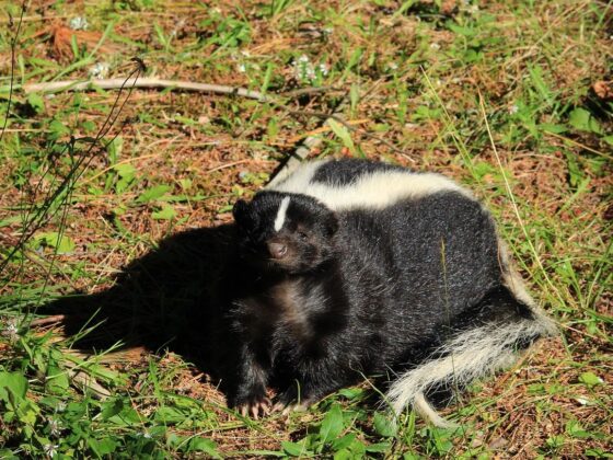 greffe rage mouffette