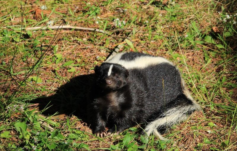 greffe rage mouffette