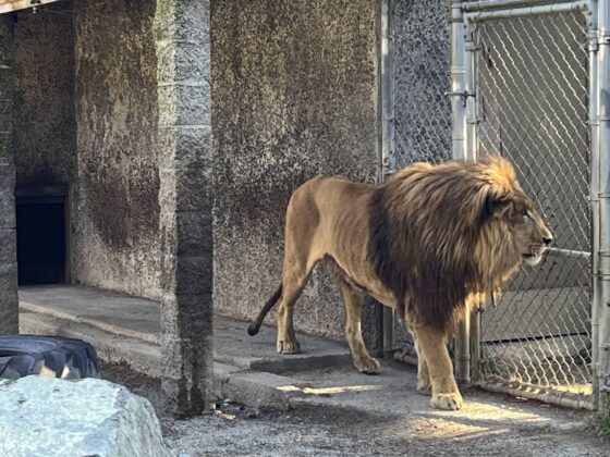 lion échappé cirque Paris