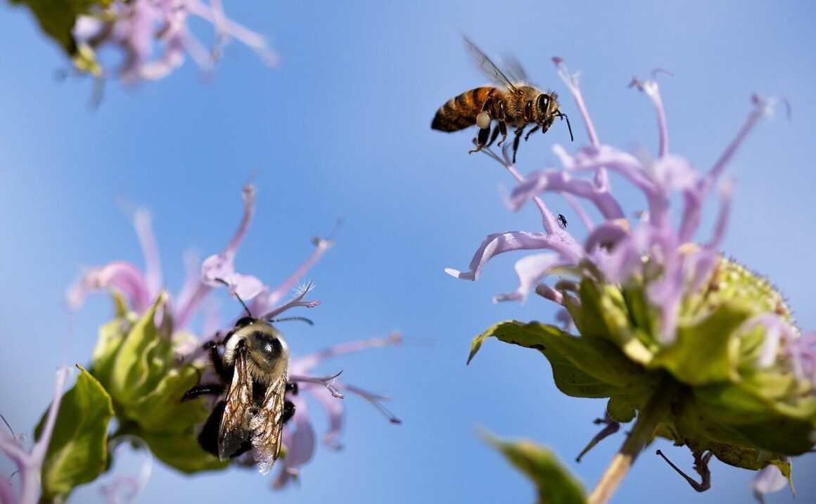 Abeille, acteur clé de la pollinisation, joue un rôle vital dans notre écosystème. Découvrez son importance et comment la protéger dès maintenant.