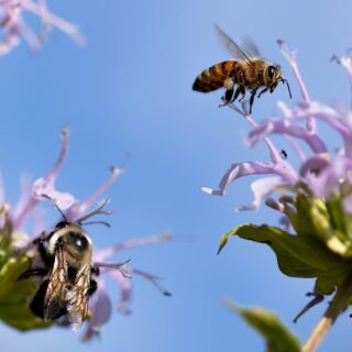 Abeille, acteur clé de la pollinisation, joue un rôle vital dans notre écosystème. Découvrez son importance et comment la protéger dès maintenant.