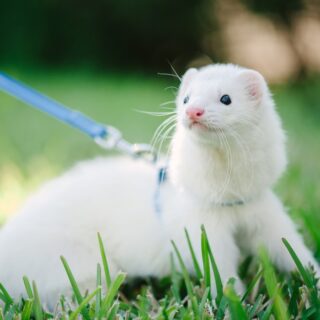 Furet : découvrez toutes les astuces pour en prendre soin et le rendre heureux. Suivez notre guide complet pour assurer son bien-être dès maintenant.