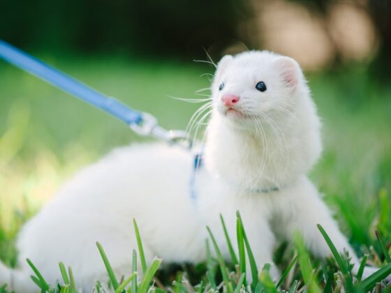 Furet : découvrez toutes les astuces pour en prendre soin et le rendre heureux. Suivez notre guide complet pour assurer son bien-être dès maintenant.