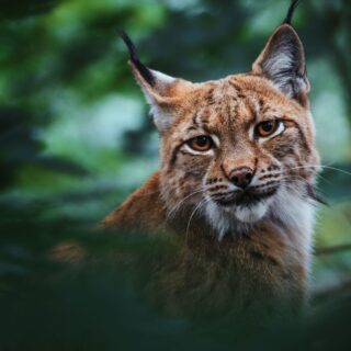 Lynx, un animal fascinant, évolue dans des habitats variés. Découvrez ses caractéristiques uniques et son rôle dans l'écosystème. Explorez maintenant !