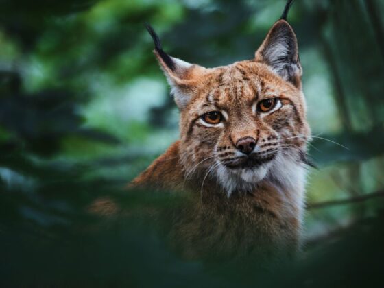 Lynx, un animal fascinant, évolue dans des habitats variés. Découvrez ses caractéristiques uniques et son rôle dans l'écosystème. Explorez maintenant !