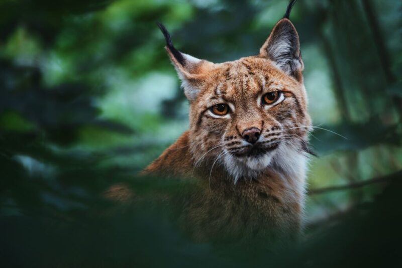 Lynx, un animal fascinant, évolue dans des habitats variés. Découvrez ses caractéristiques uniques et son rôle dans l'écosystème. Explorez maintenant !