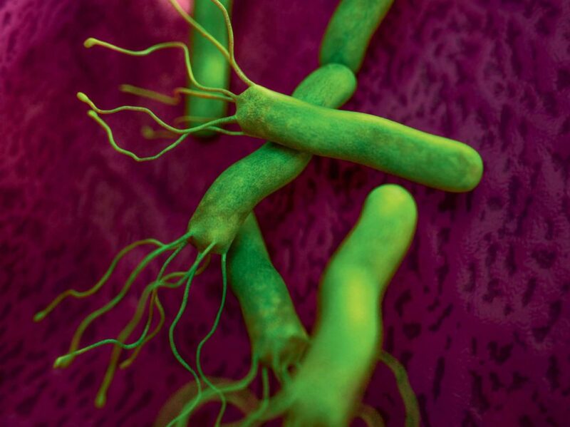Helicobacter pylori