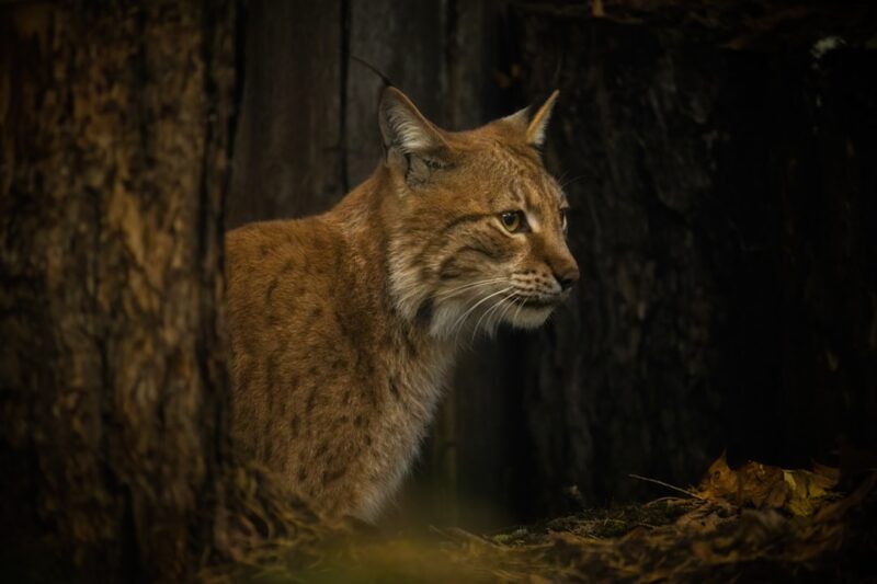 Lynx and explorez les mystères fascinants de cet animal intrigant. Découvrez ses habitats, comportements et légendes. Ne manquez pas ces révélations captivantes !