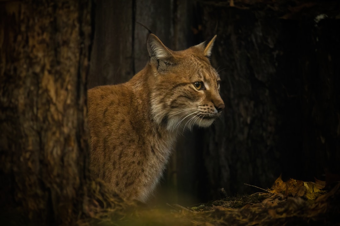 Lynx and explorez les mystères fascinants de cet animal intrigant. Découvrez ses habitats, comportements et légendes. Ne manquez pas ces révélations captivantes !