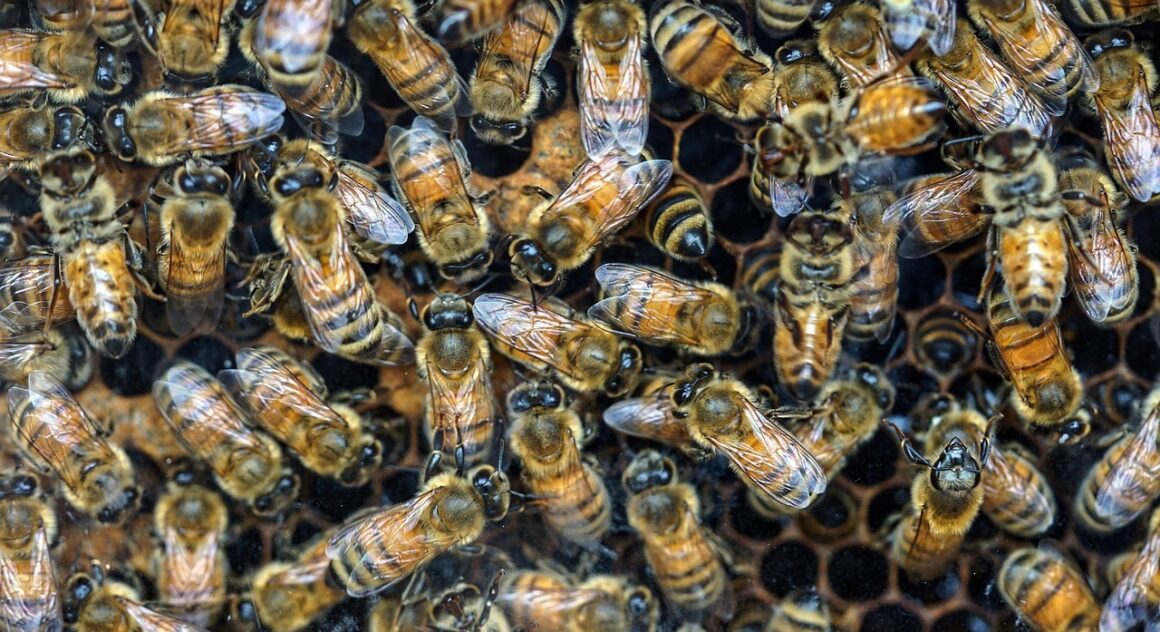 Abeilles jouent un rôle crucial dans notre écosystème en assurant la pollinisation. Découvrez pourquoi leur préservation est essentielle pour notre avenir. Agissez maintenant !