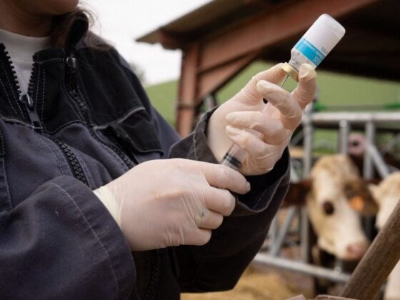 vaccination bovins Sud-Ouest