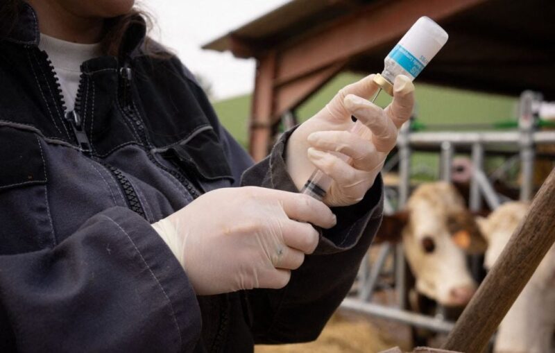 vaccination bovins Sud-Ouest