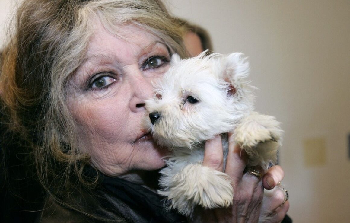 animaux propriétaires décédés